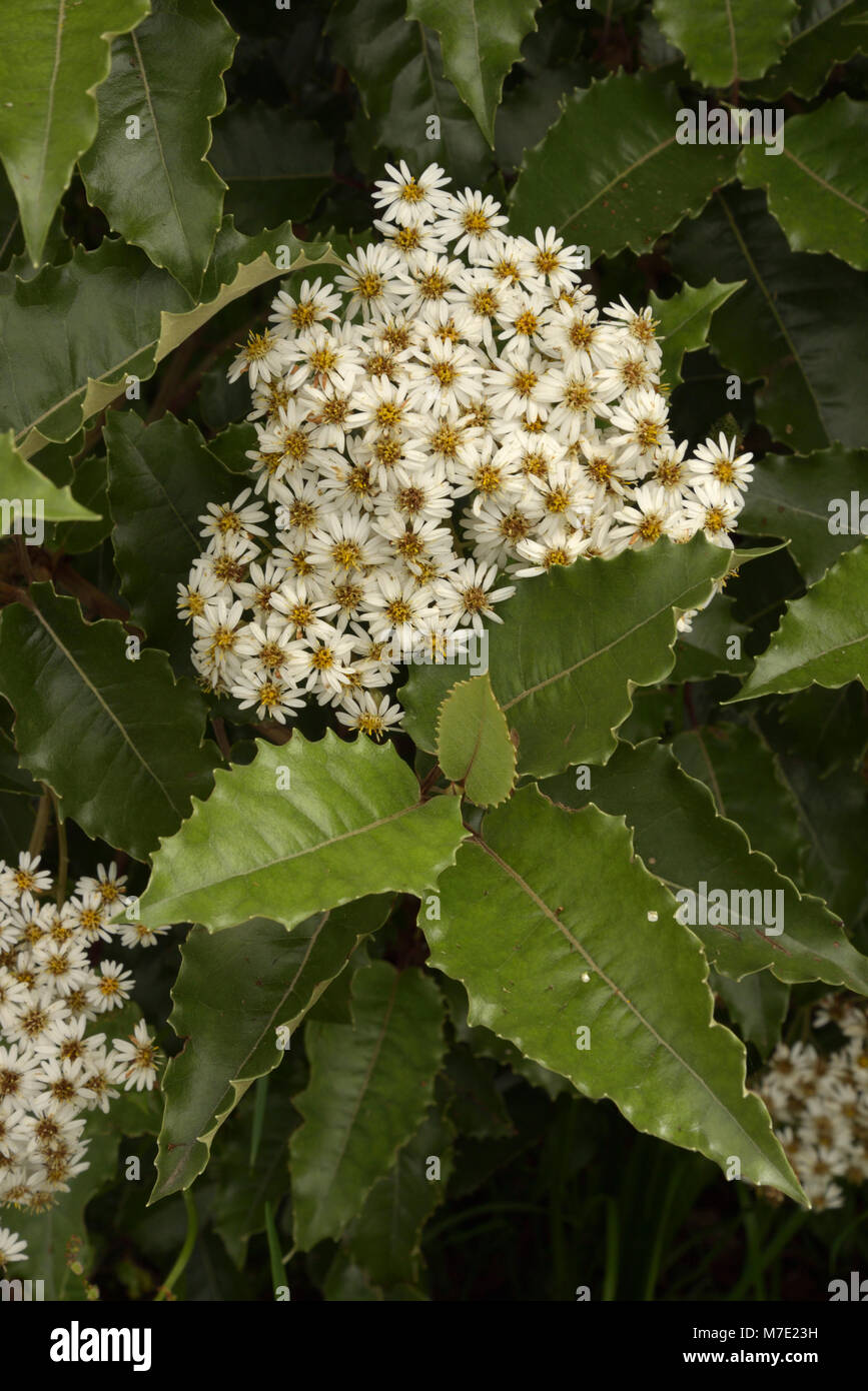 New Zealand Holly, Olearia macrodonta Stock Photo