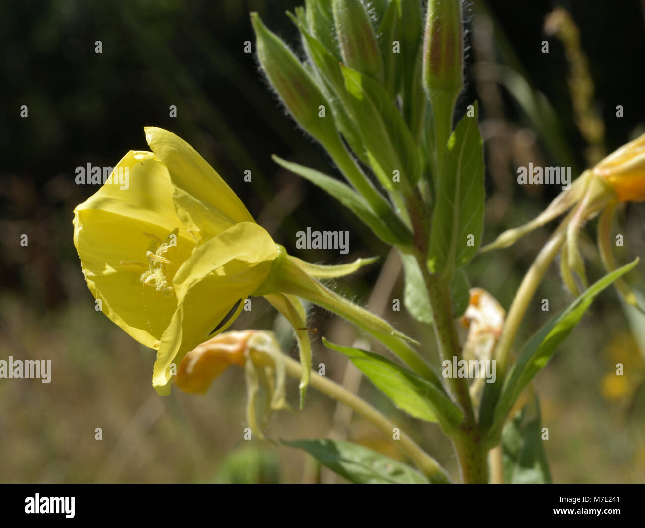Common Evening-primrose, Oenothera biennis Stock Photo