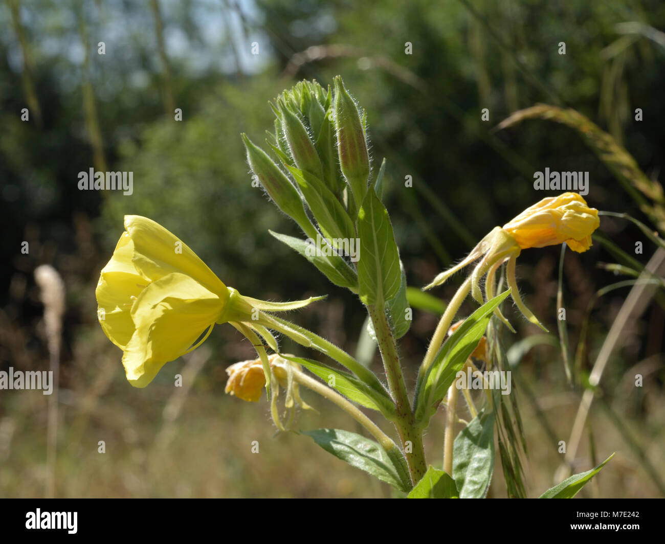 Common Evening-primrose, Oenothera biennis Stock Photo