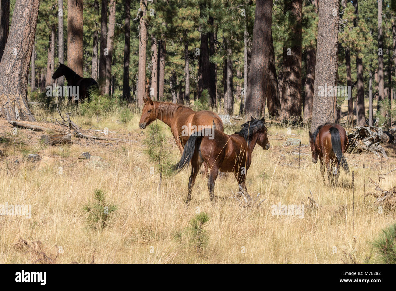 Wild Horse in Arizona Stock Photo Alamy