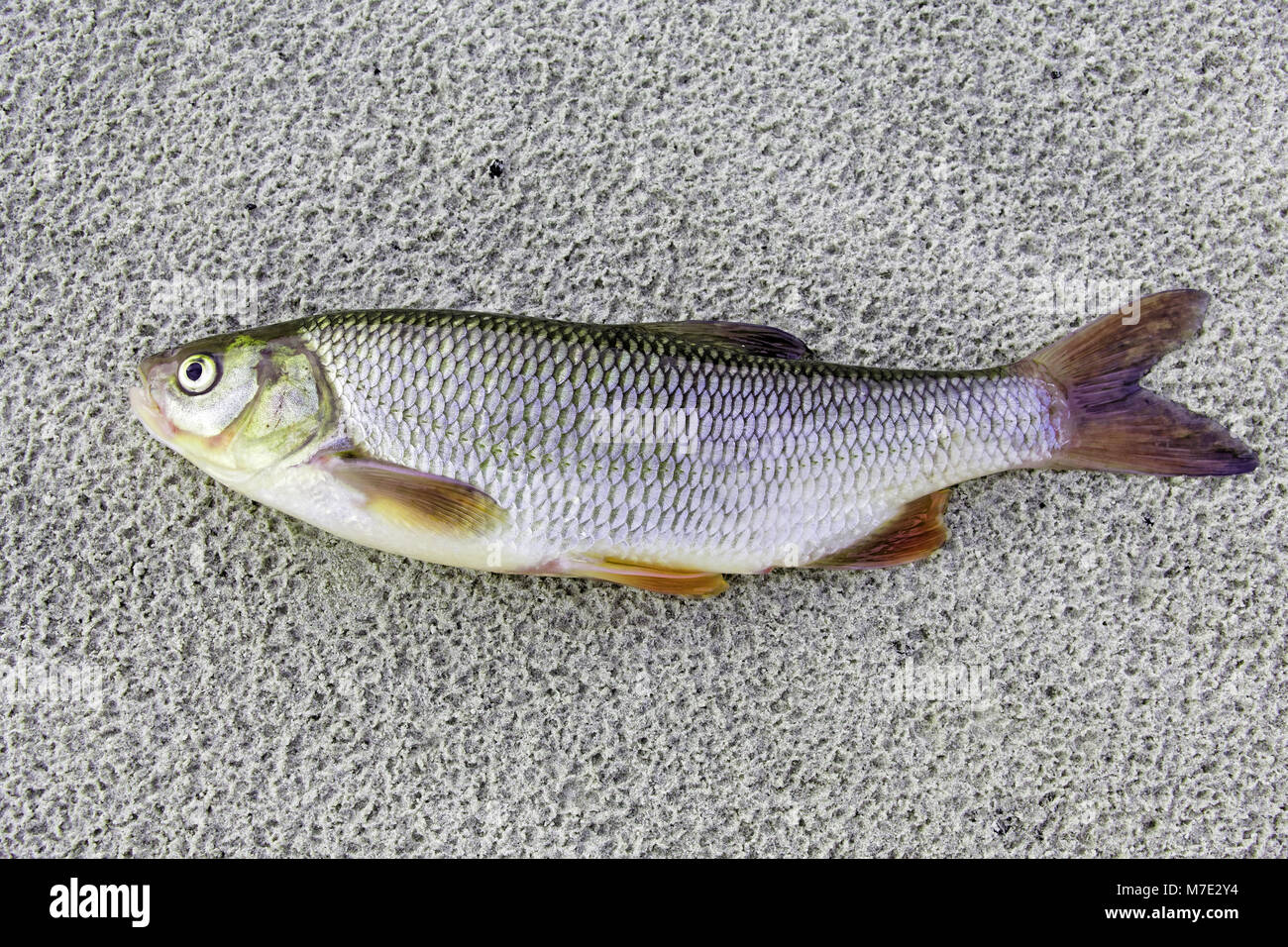 Ide fish hi-res stock photography and images - Alamy