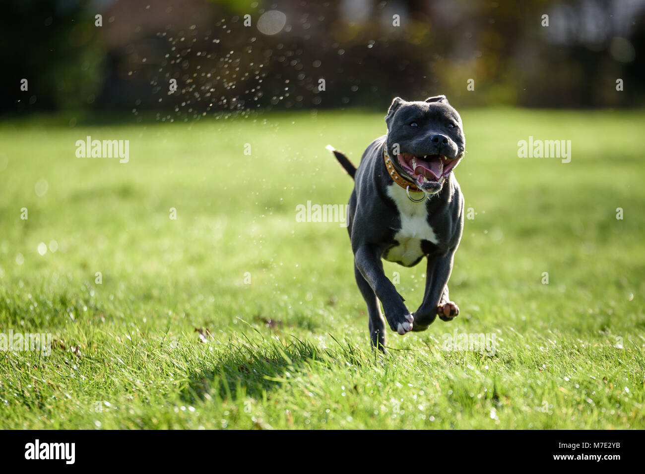Blue Staffordshire Bull Terrier Stock Photo