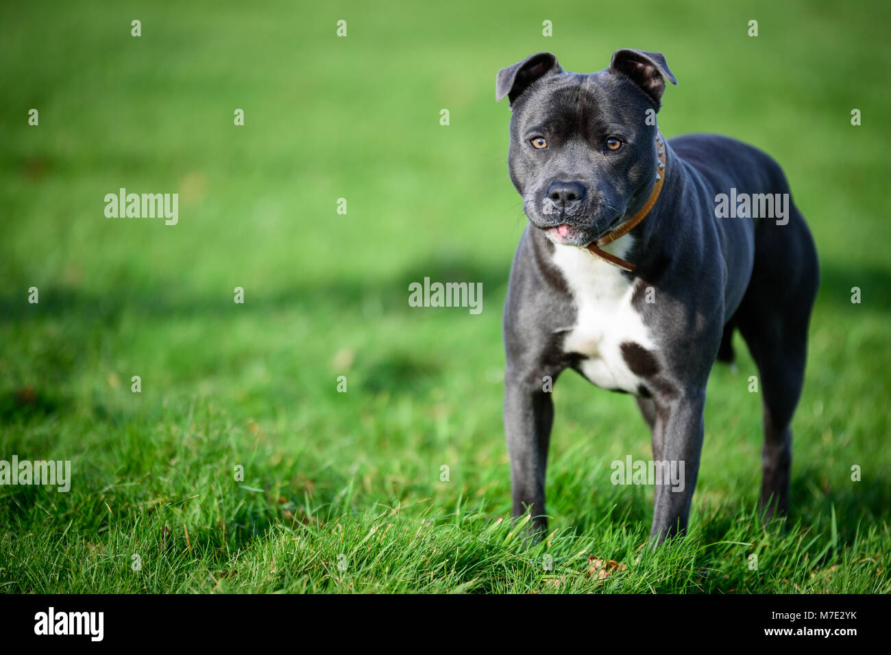 Blue Staffordshire Bull Terrier Stock Photo