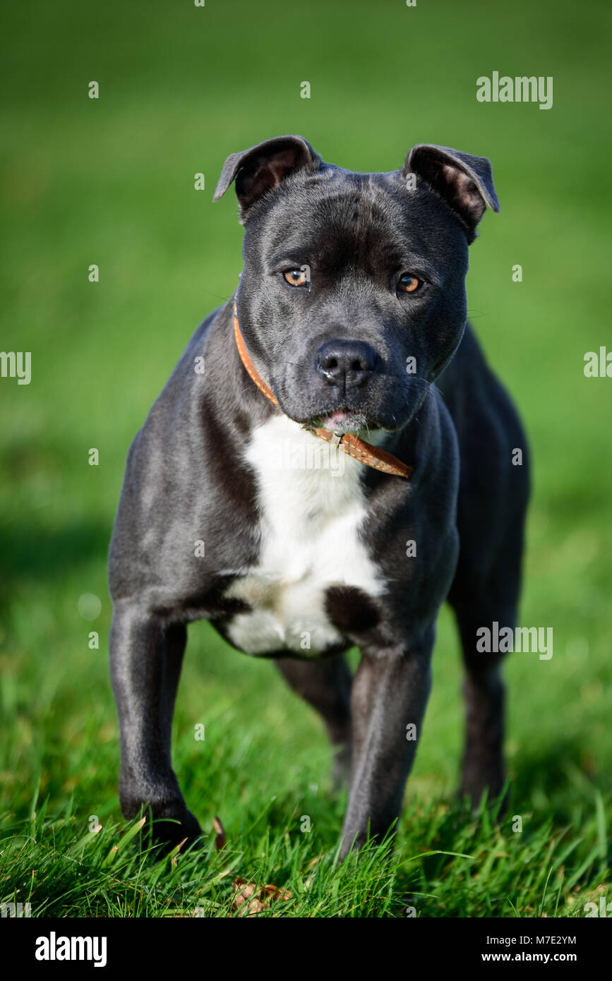 Blue and white staffordshire bull terrier 2025