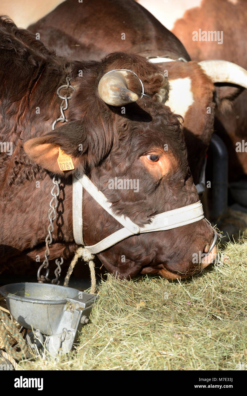 Portrait of MaineAnjou Beef Cattle or Cow, aka Rouge des Prés in