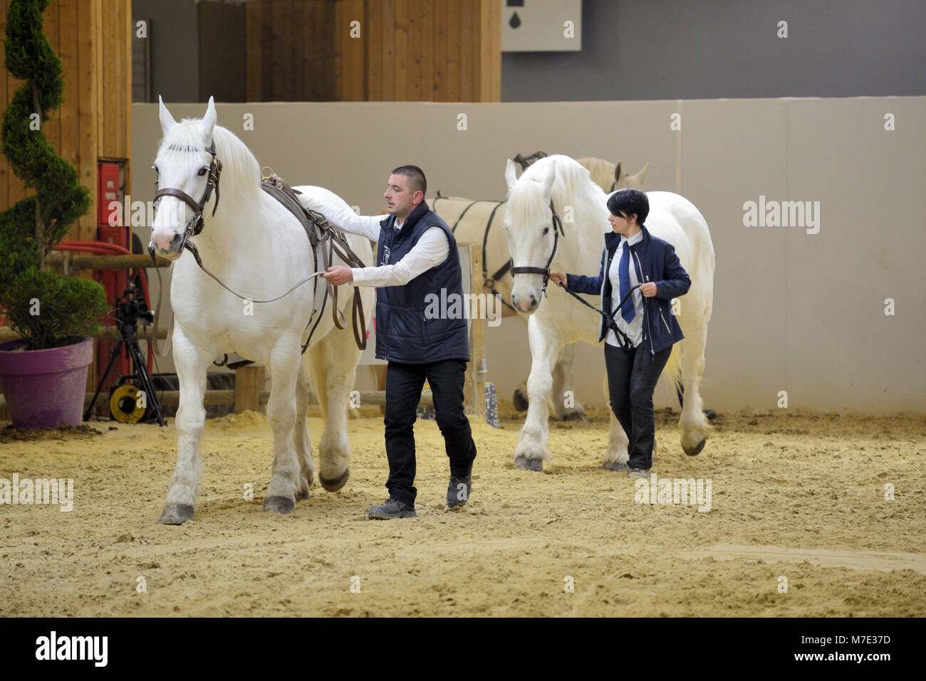 Boulonnais Draught Horses, aka Marble White Horse, at Paris International Agricultural Show, or Salon International de l'Agriculture (SIA)Paris France Stock Photo