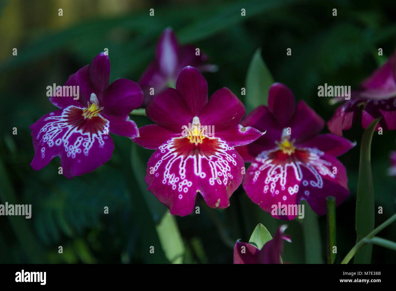 Miltonia ‘Pansy’ orchid at the Orchid festival in Kew Gardens 2018 Stock Photo