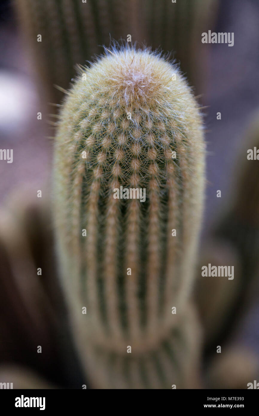 Cleistocactus icosagonus cactus in Kew Gardens 2018 Stock Photo