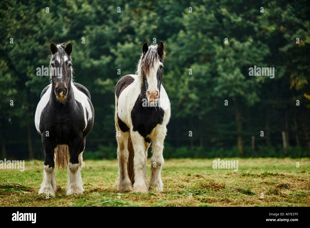 Zwei Pferde auf der Weide Stock Photo