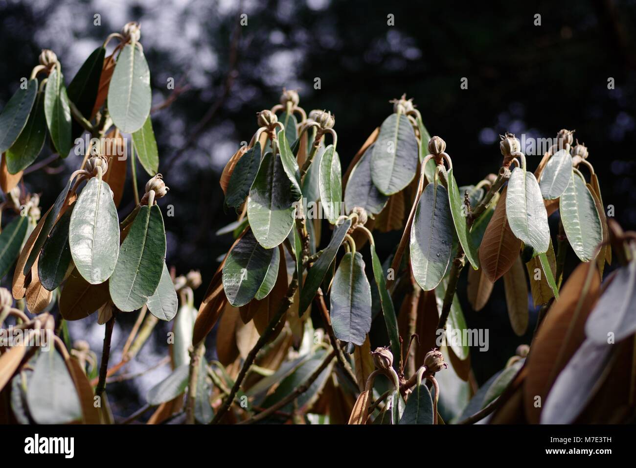 Drooping Leaves of an Exotic Tree, possibly a rubber plant, Cruickshank