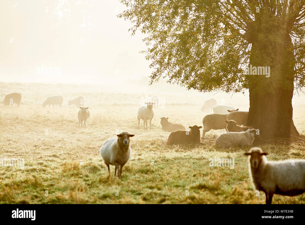 Schafe in der Natur Stock Photo