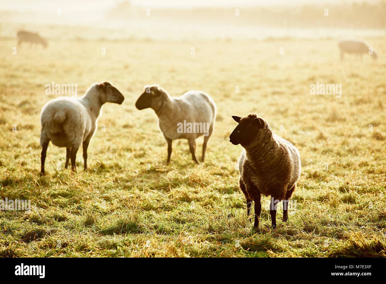 Schafe in der Natur Stock Photo