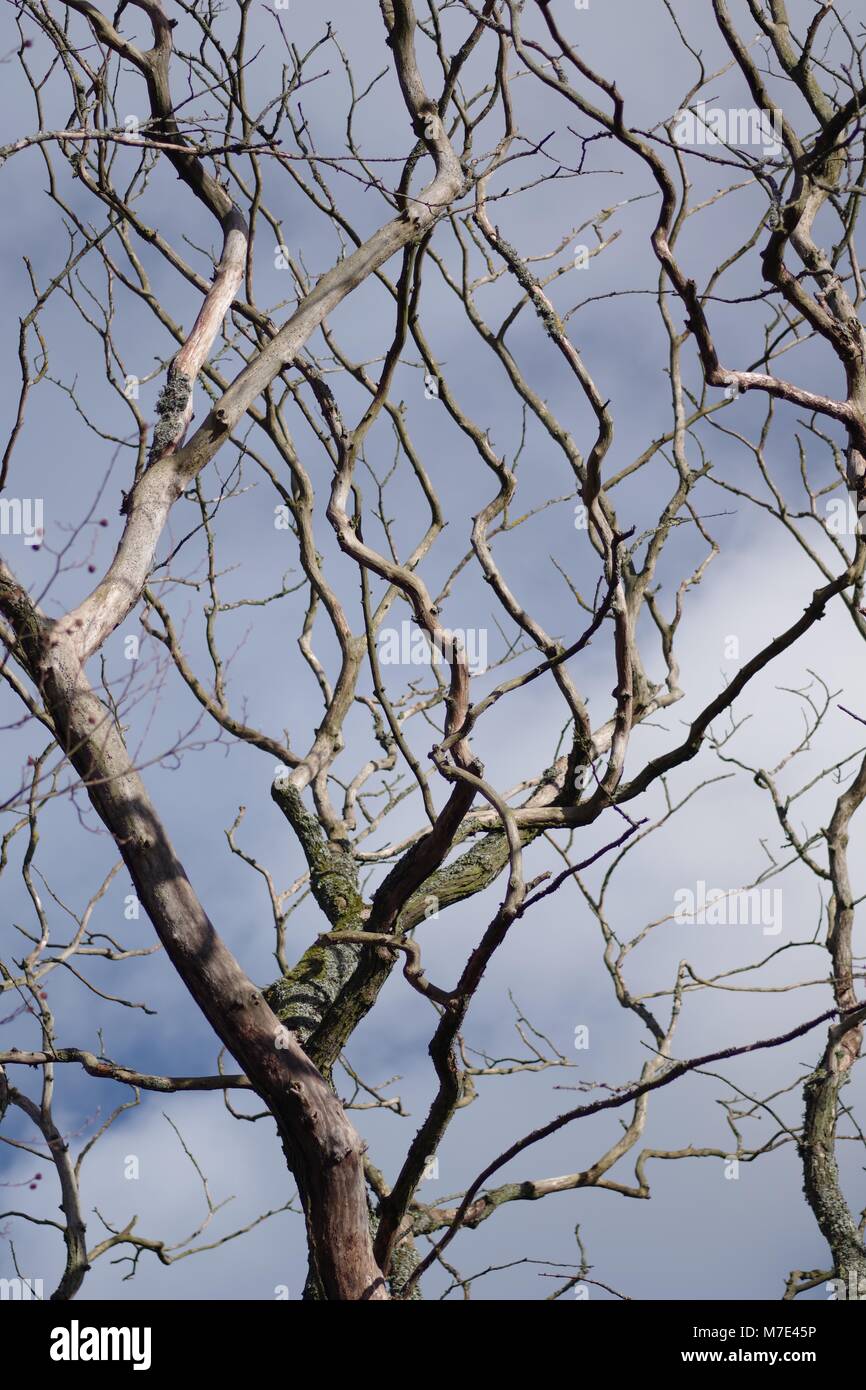 Skeleton Forestry High Resolution Stock Photography and Images - Alamy