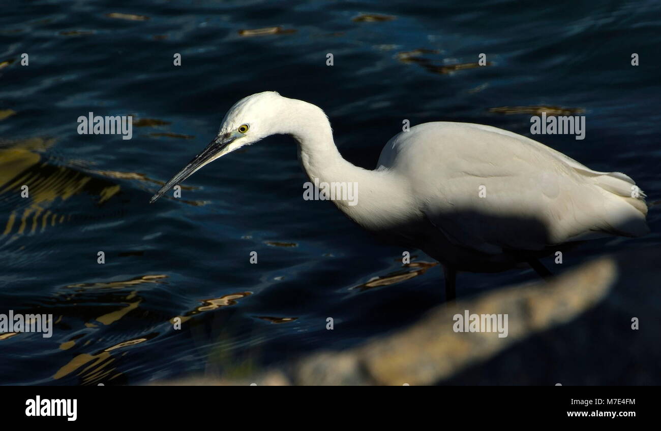 Egret hunting for fish in a river. Stock Photo