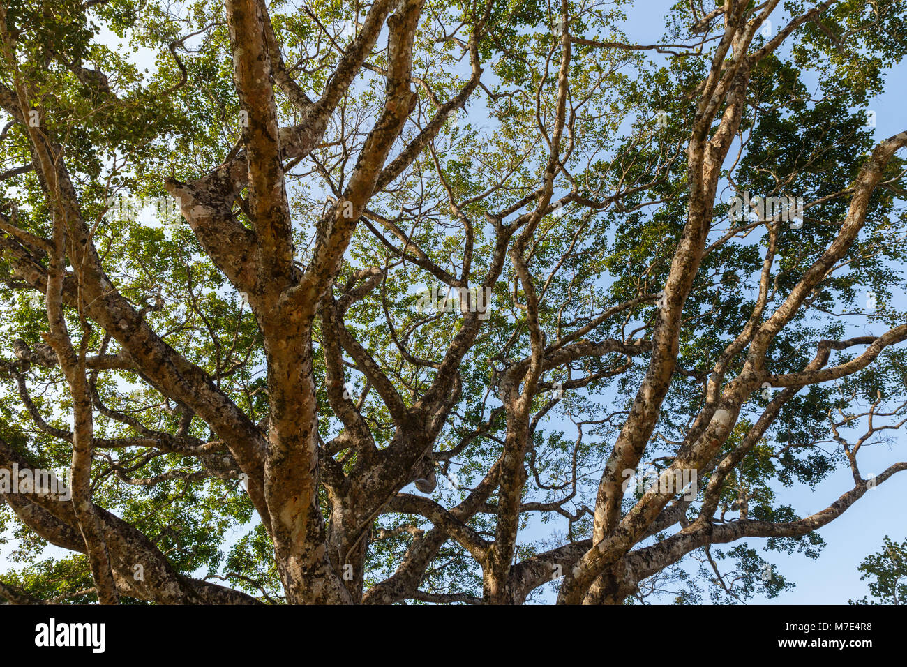 Sky view through leafy hi res stock photography and images Alamy