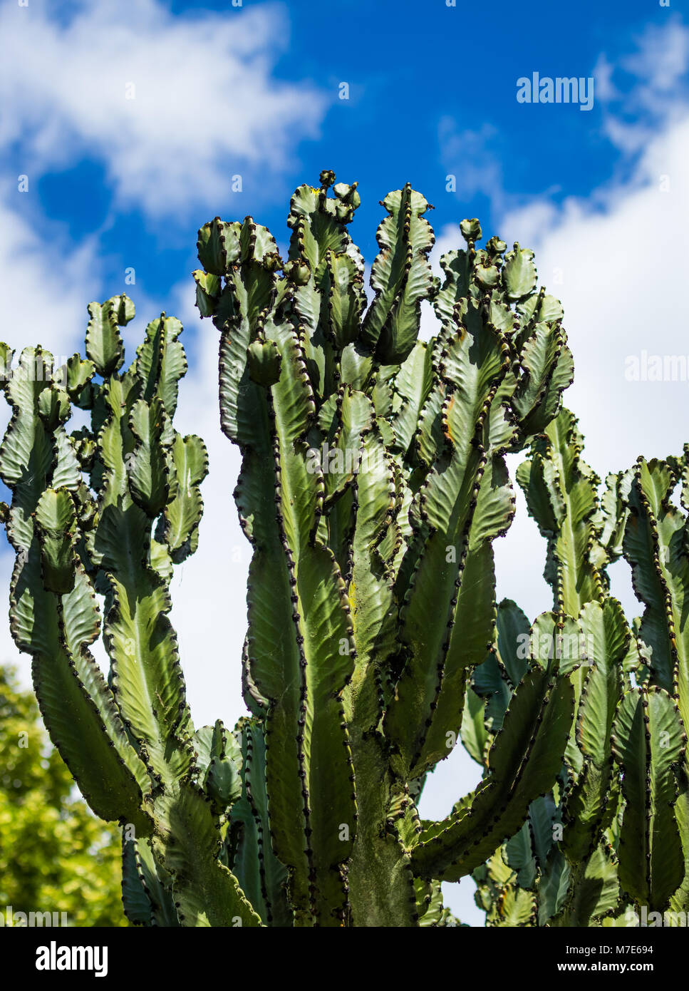 Candelabra Tree also know as Euphorbia ingens shown here looking very tall. Stock Photo