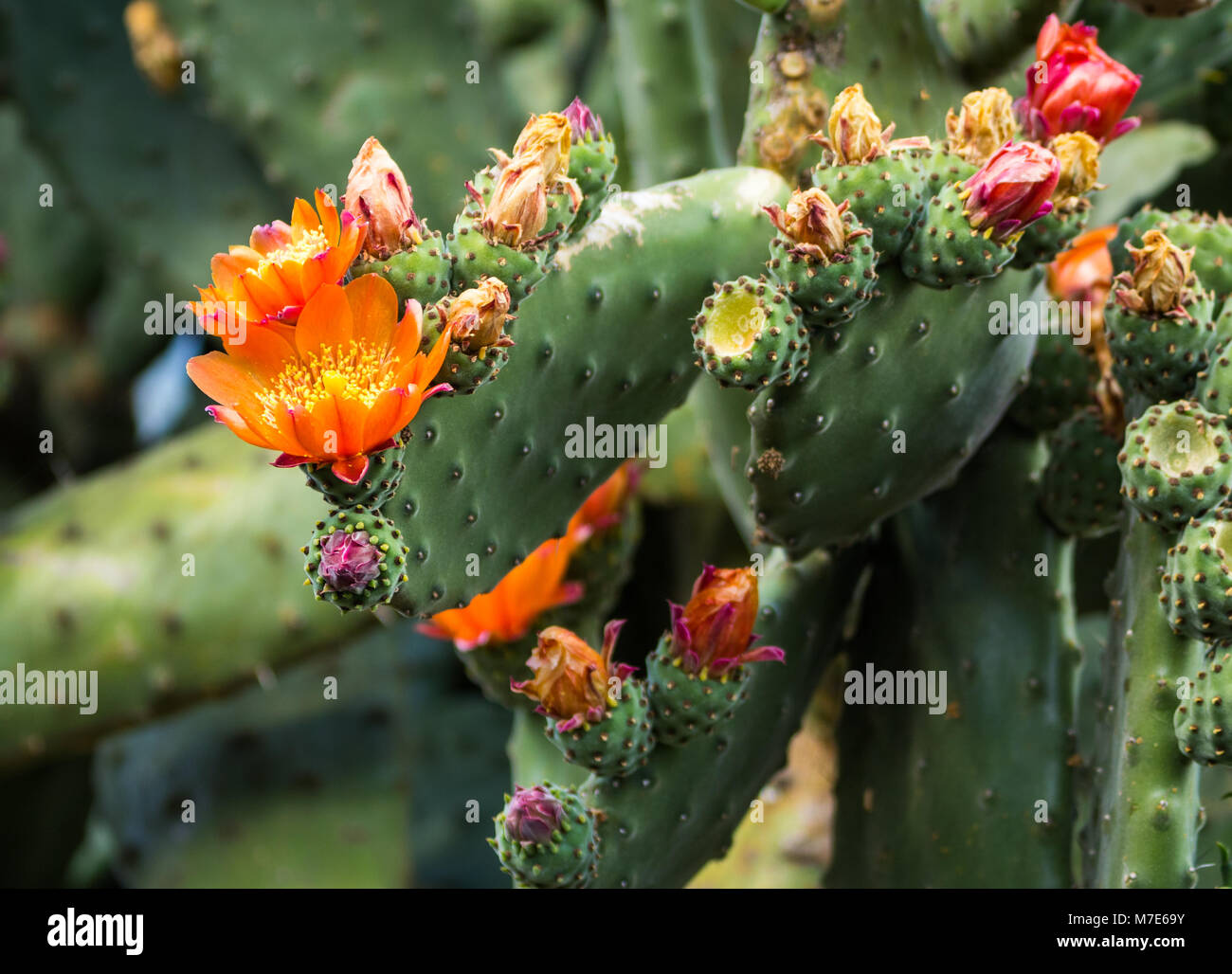Flowering Prickly Pear Cactus grown in New Zealand Stock Photo Alamy