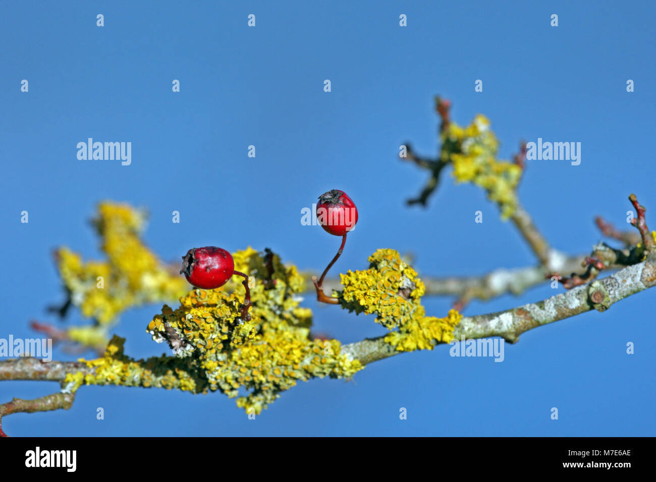 Yellow lichen covers a hawthorn branch with two red berries against a blue sky. Stock Photo