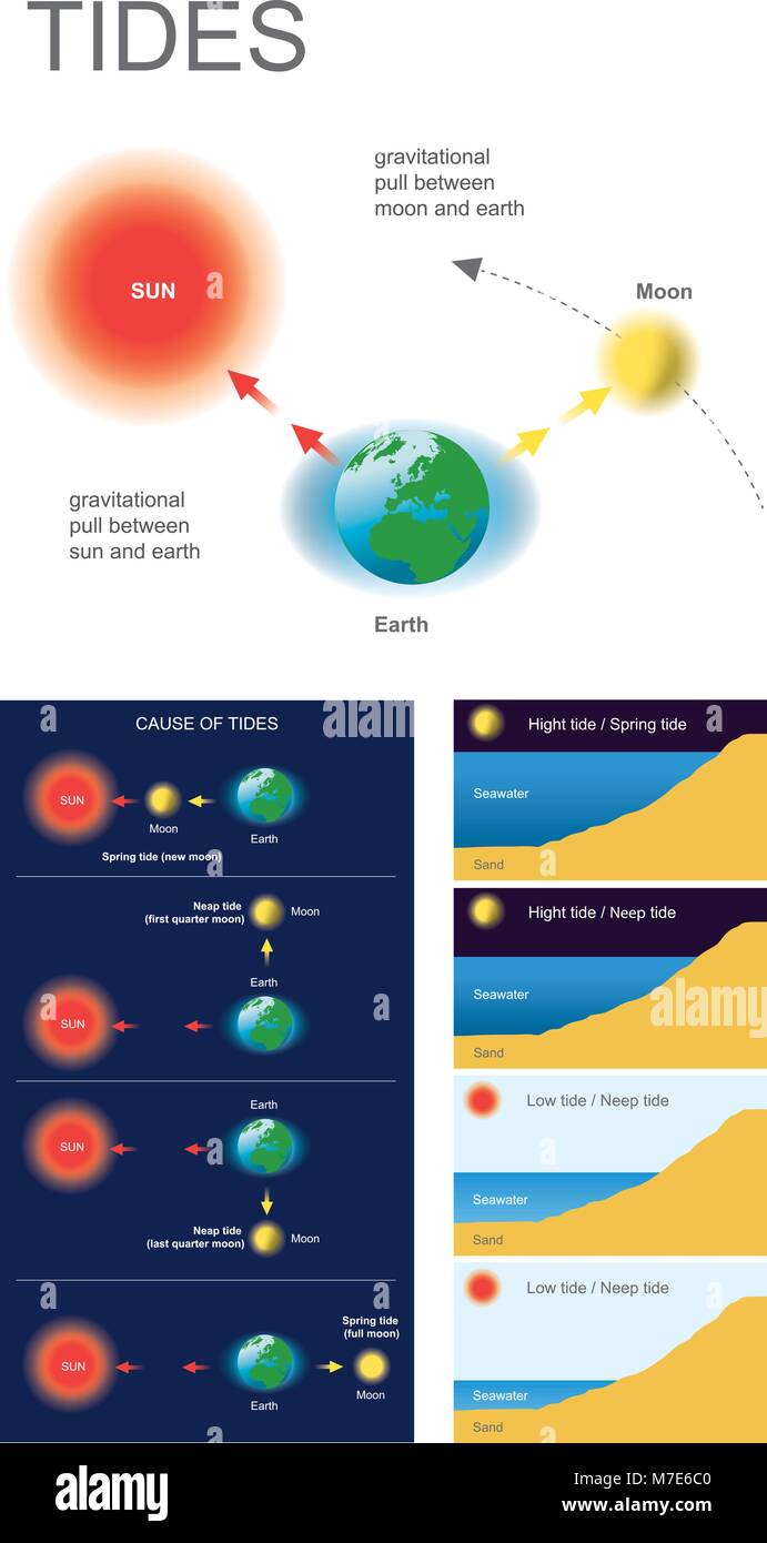 Tides are the rise and fall of sea levels caused by the combined effects of the gravitational forces exerted by the Moon and the Sun and the rotation  Stock Vector