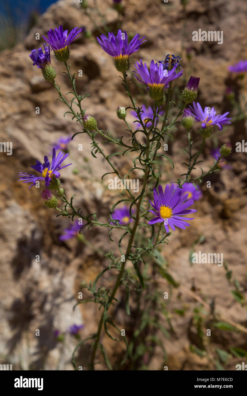 Bigelow's Tansy aster (machaeranthera bigelovii) at Grand Canyon South Rim, Arizona, USA Stock Photo
