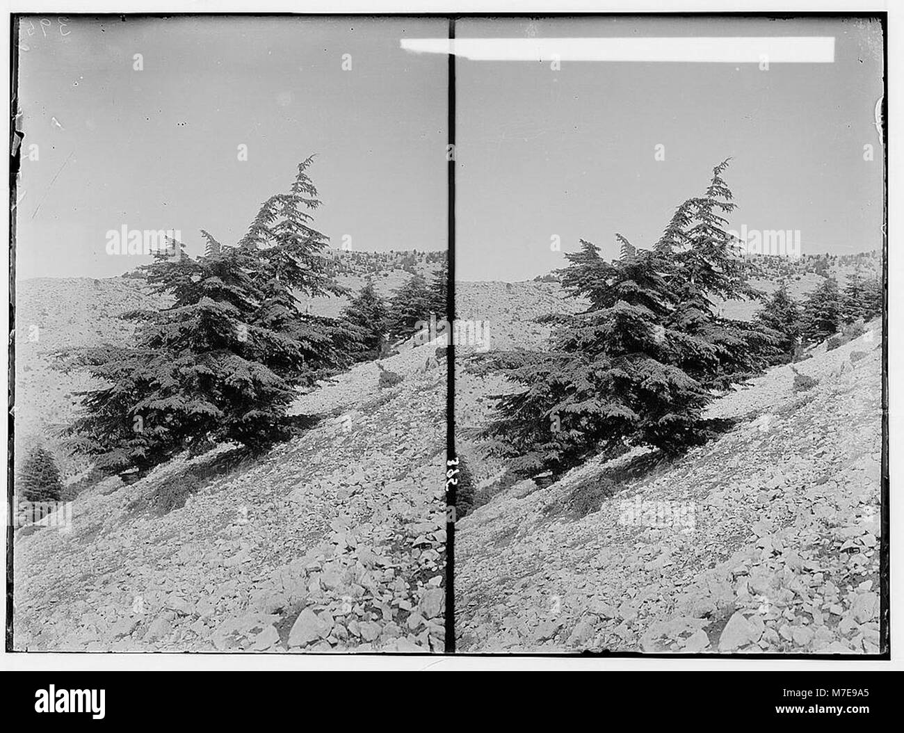 Cedar trees of lebanon Black and White Stock Photos & Images - Alamy