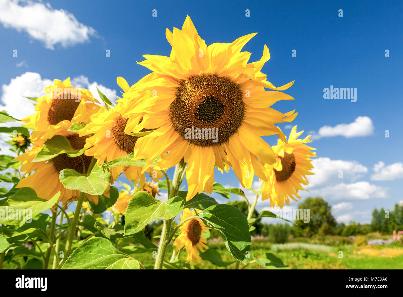 Beautiful yellow sunflowers against the blue sky background Stock Photo ...