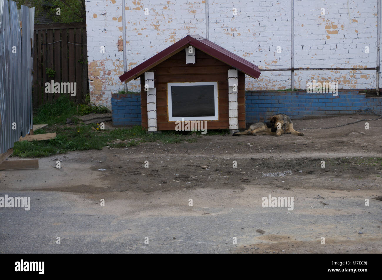 German Shepherd Resting In Its Wooden Kennel Stock Photo Alamy