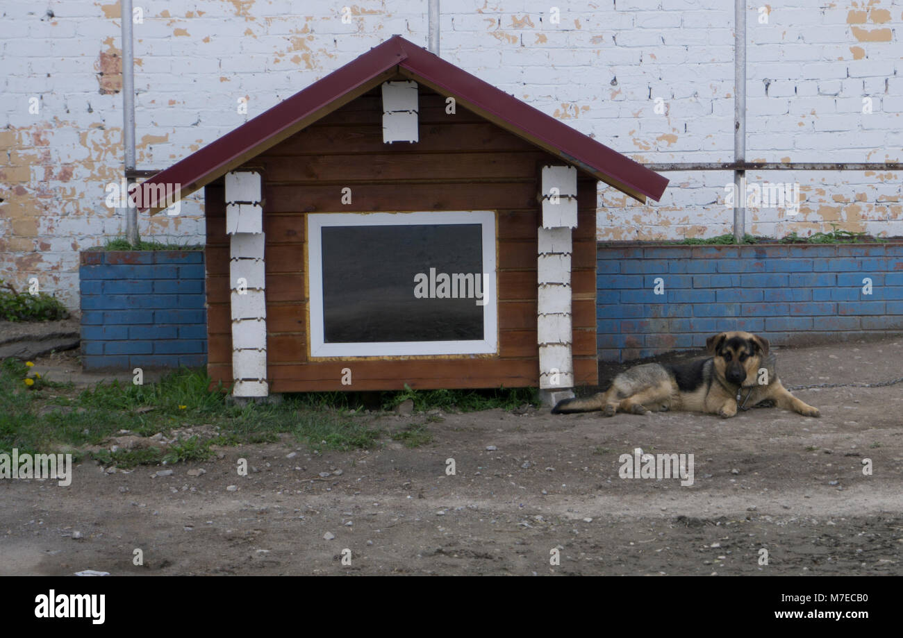 German shepherd resting in its wooden kennel Stock Photo Alamy