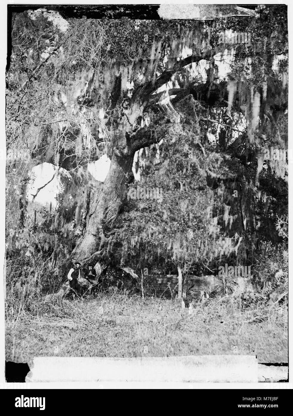 Port Royal Island, Beaufort, South Carolina. Moss covered tomb over 150