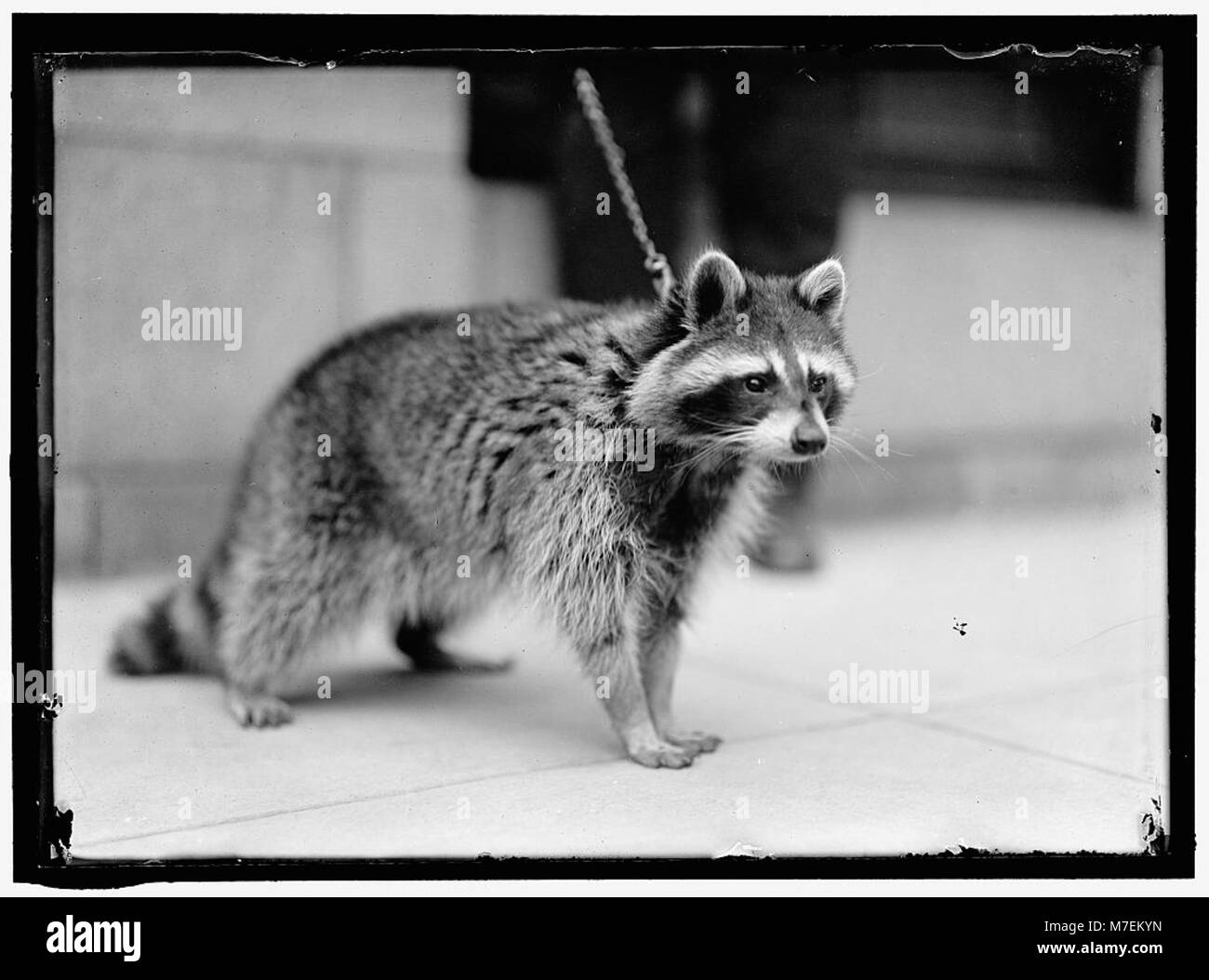 The raccoon, a native North American mammal, is known for its ...