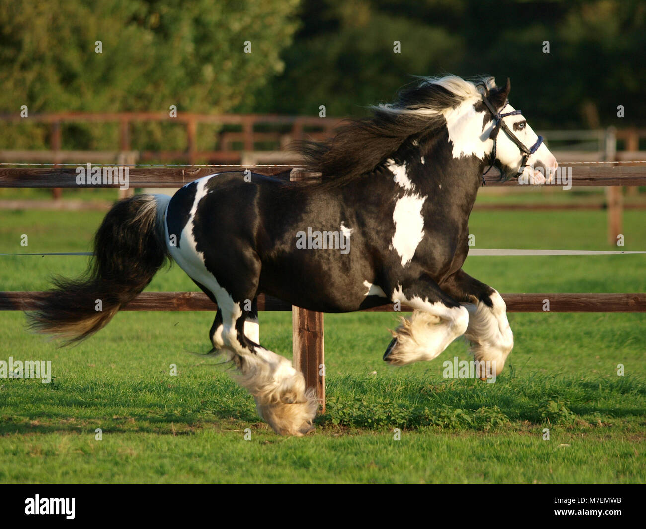 A piebald gypsy cob stallion moves loose in a paddock Stock Photo Alamy