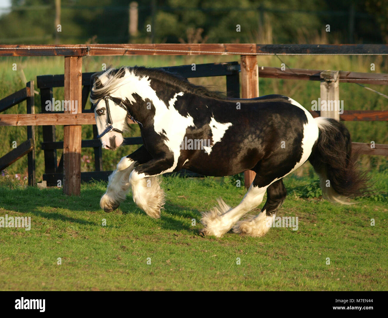 A piebald gypsy cob stallion moves loose in a paddock Stock Photo Alamy