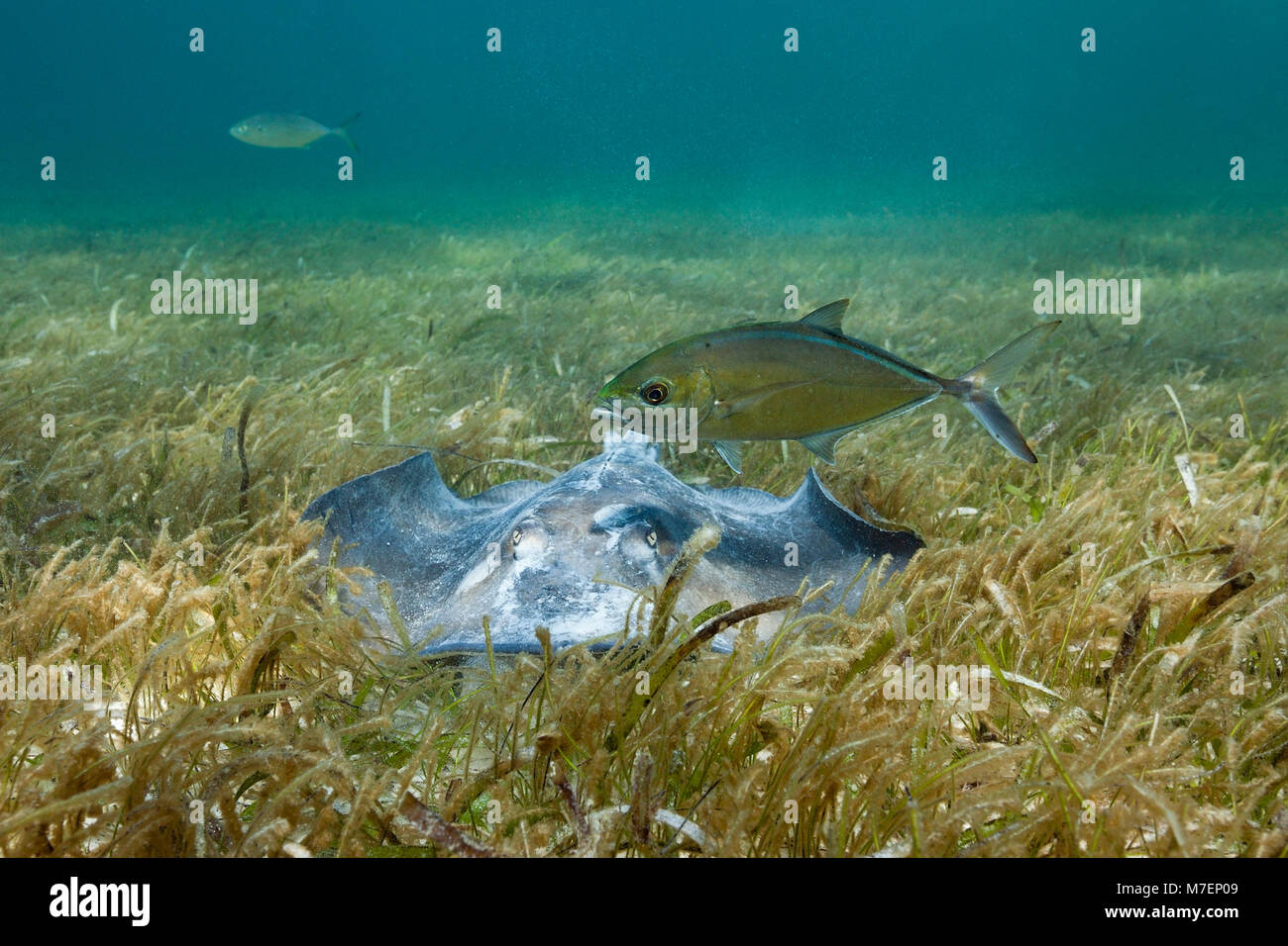 Southern Stingray on Seagrass, Dasyatis americana, Akumal, Tulum, Mexico Stock Photo