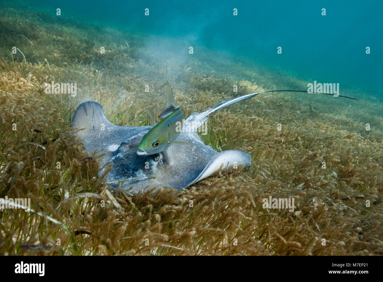 Southern Stingray on Seagrass, Dasyatis americana, Akumal, Tulum, Mexico Stock Photo