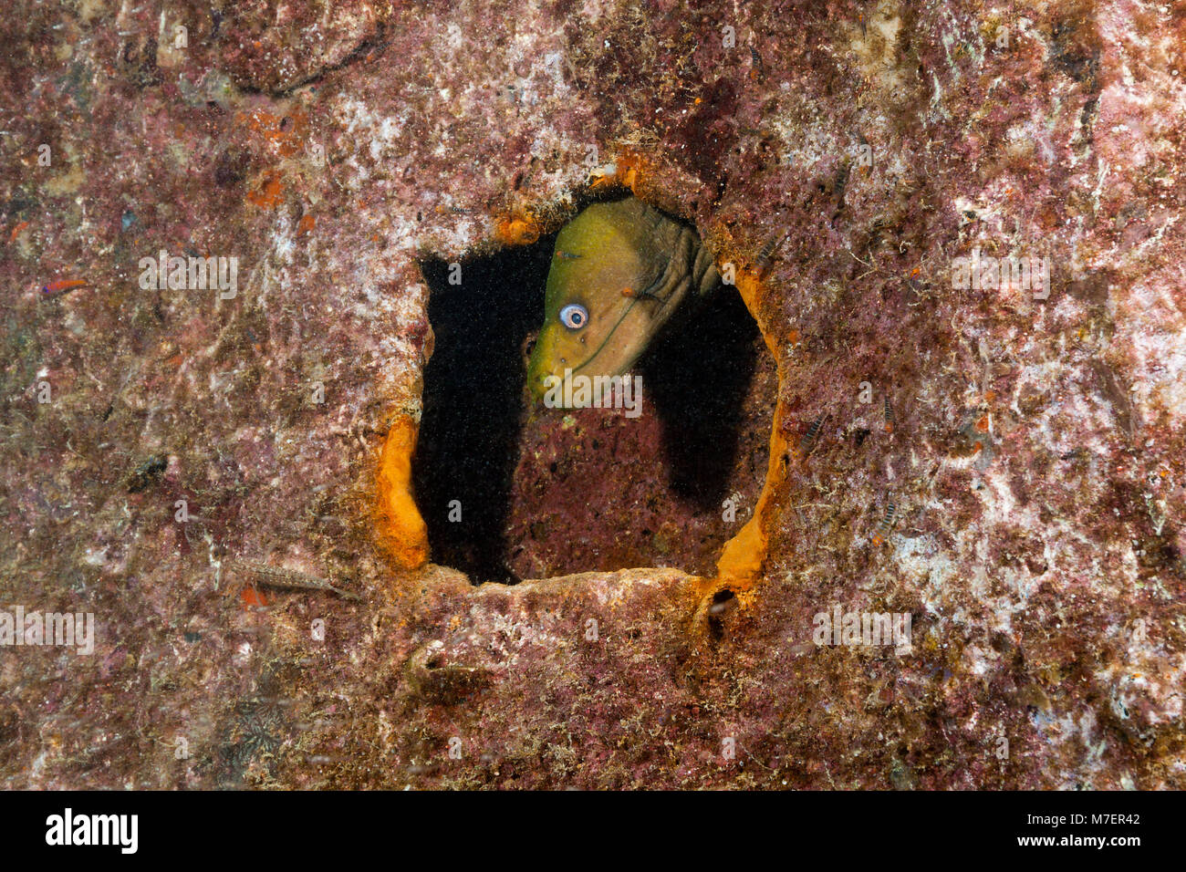 Panamic Green Moray Eel at Fang Ming Wreck, Gymnothorax castaneus, La Paz, Baja California Sur, Mexico Stock Photo