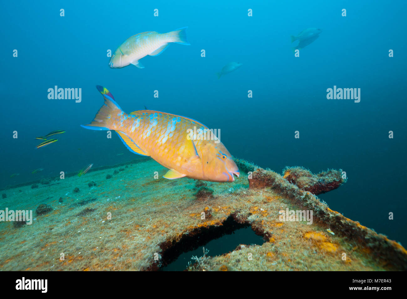 Blue-barred Parrotfish at Fang Ming Wreck, Scarus ghobban, La Paz, Baja California Sur, Mexico Stock Photo