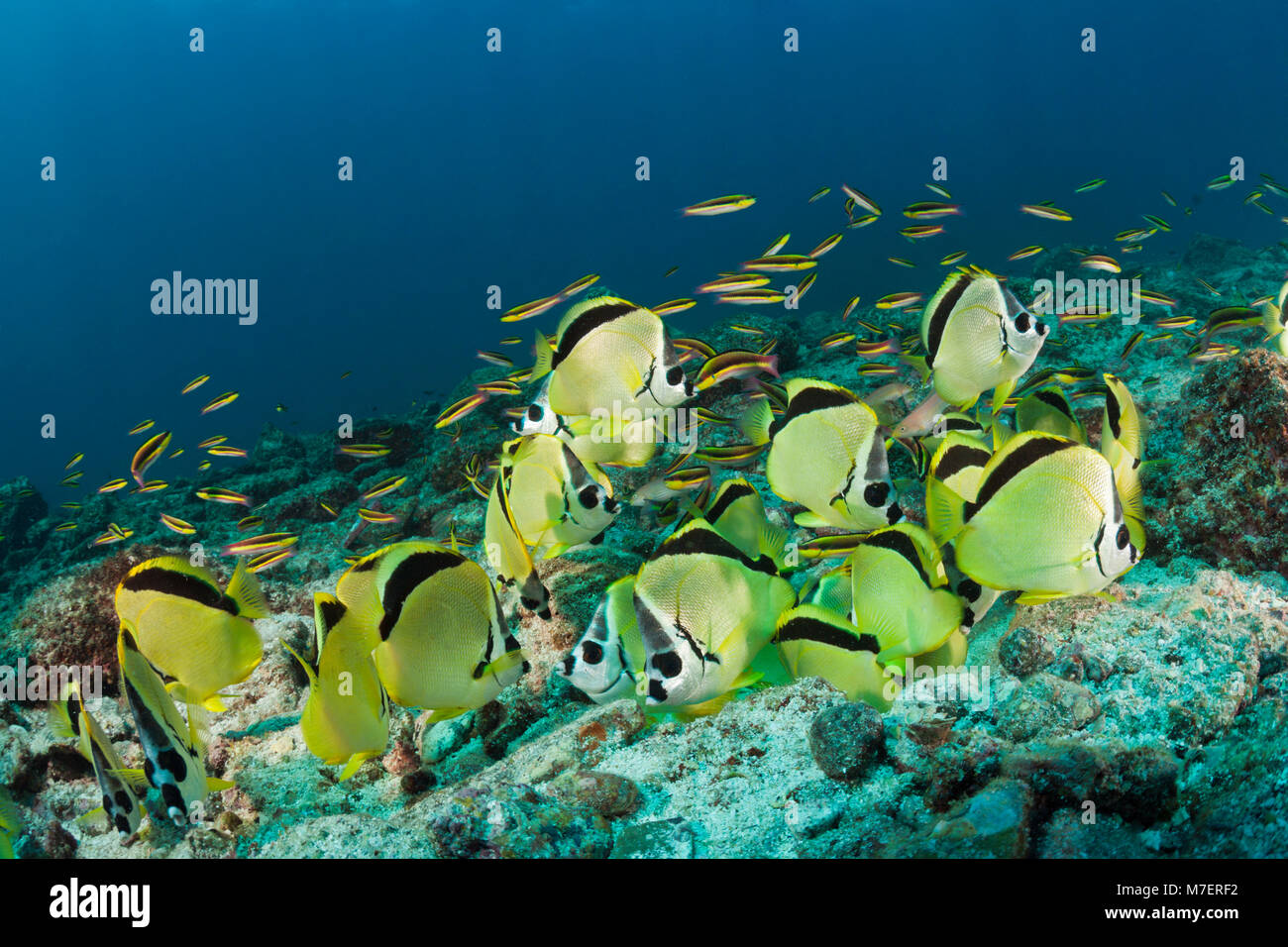 Shoal of Barberfish feeding on eggsmass, Johnrandallia nigriostris, La ...