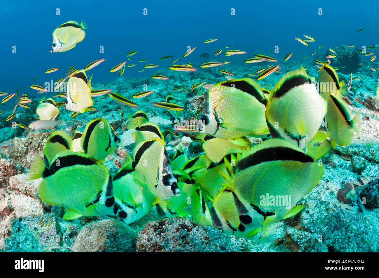 Shoal of Barberfish feeding on eggsmass, Johnrandallia nigriostris, La ...