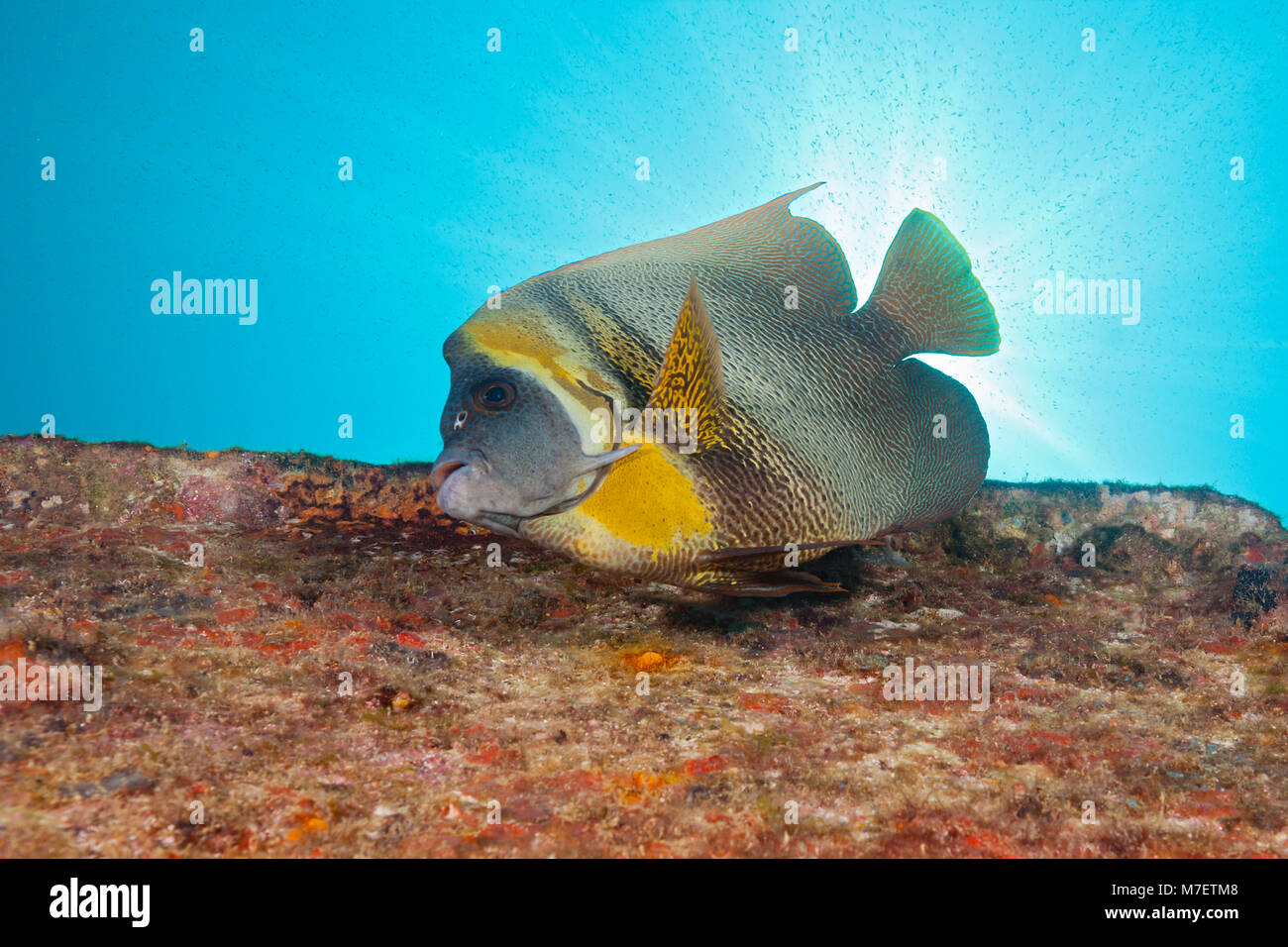 Cortez Angelfish at C-59 Wreck, Pomacanthus zonipectus, La Paz, Baja California Sur, Mexico Stock Photo