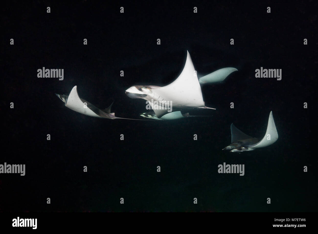 Munks Pygmy Devil Ray High Resolution Stock Photography and Images - Alamy