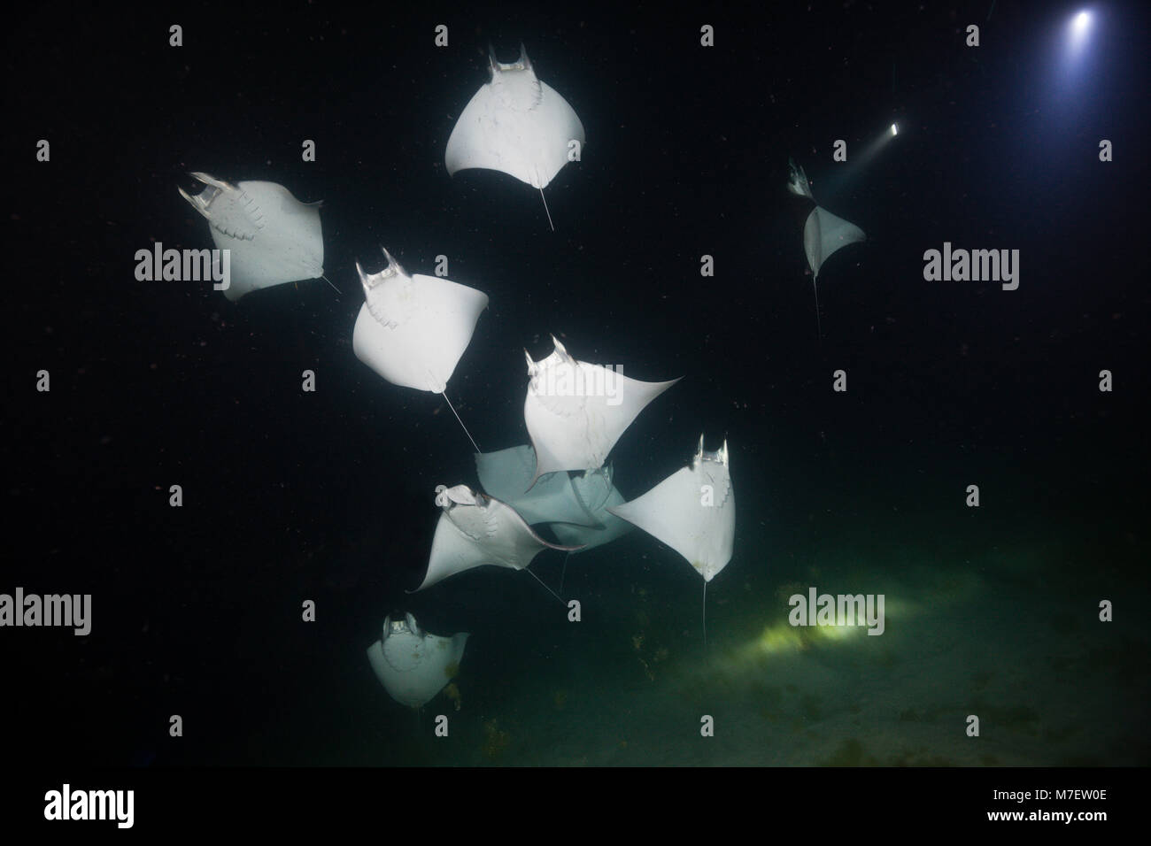 Munks Devil Ray feeding on plankton at night, Mobula munkiana, La Paz, Baja California Sur, Mexico Stock Photo