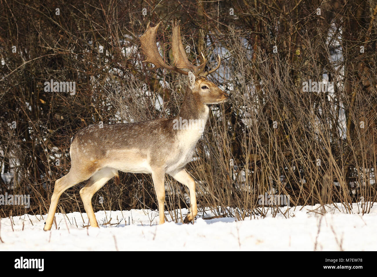 beautiful fallow deer stag in winter season ( Dama ) Stock Photo