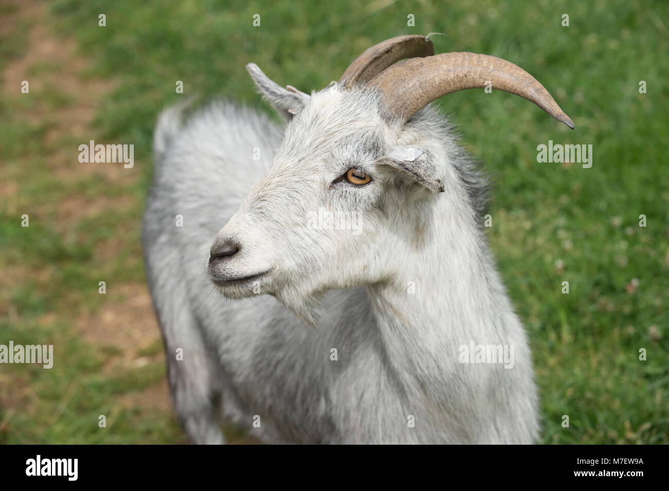 grey goat Stock Photo