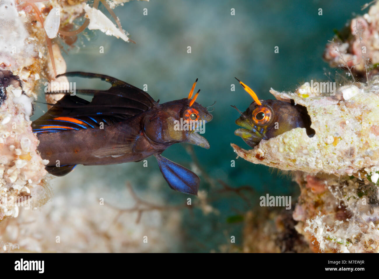 Gulf Signal Blennies in threatening posture, Emblemaria hypacanthus, La Paz, Baja California Sur, Mexico Stock Photo