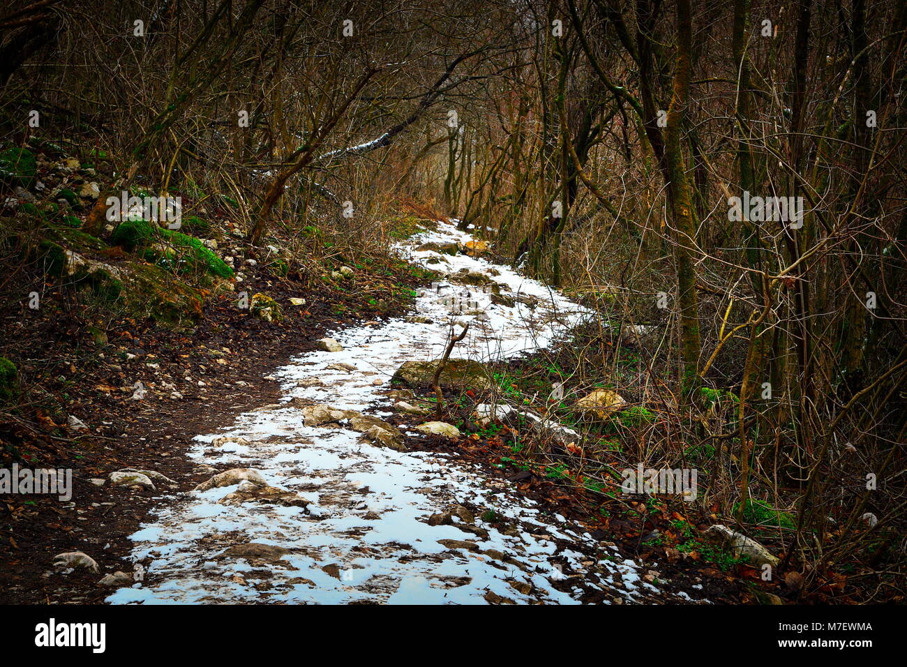 pedestrian path in the forest, winter scene in an overcast day Stock Photo