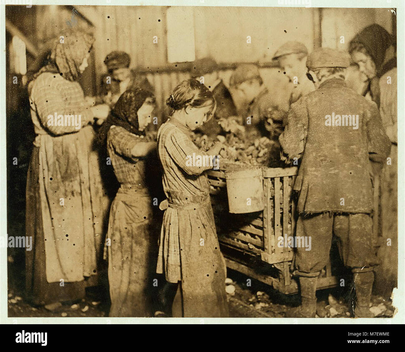 Shuckers in the Varn & Platt Canning Company. This 4 year old in the foreground was helping some. Six of the shuckers were 10 years and up to twelve. LOC nclc.01027 Stock Photo