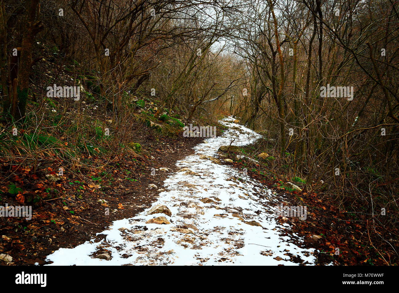 snowy path through the forest, image taken in an overcast february day Stock Photo