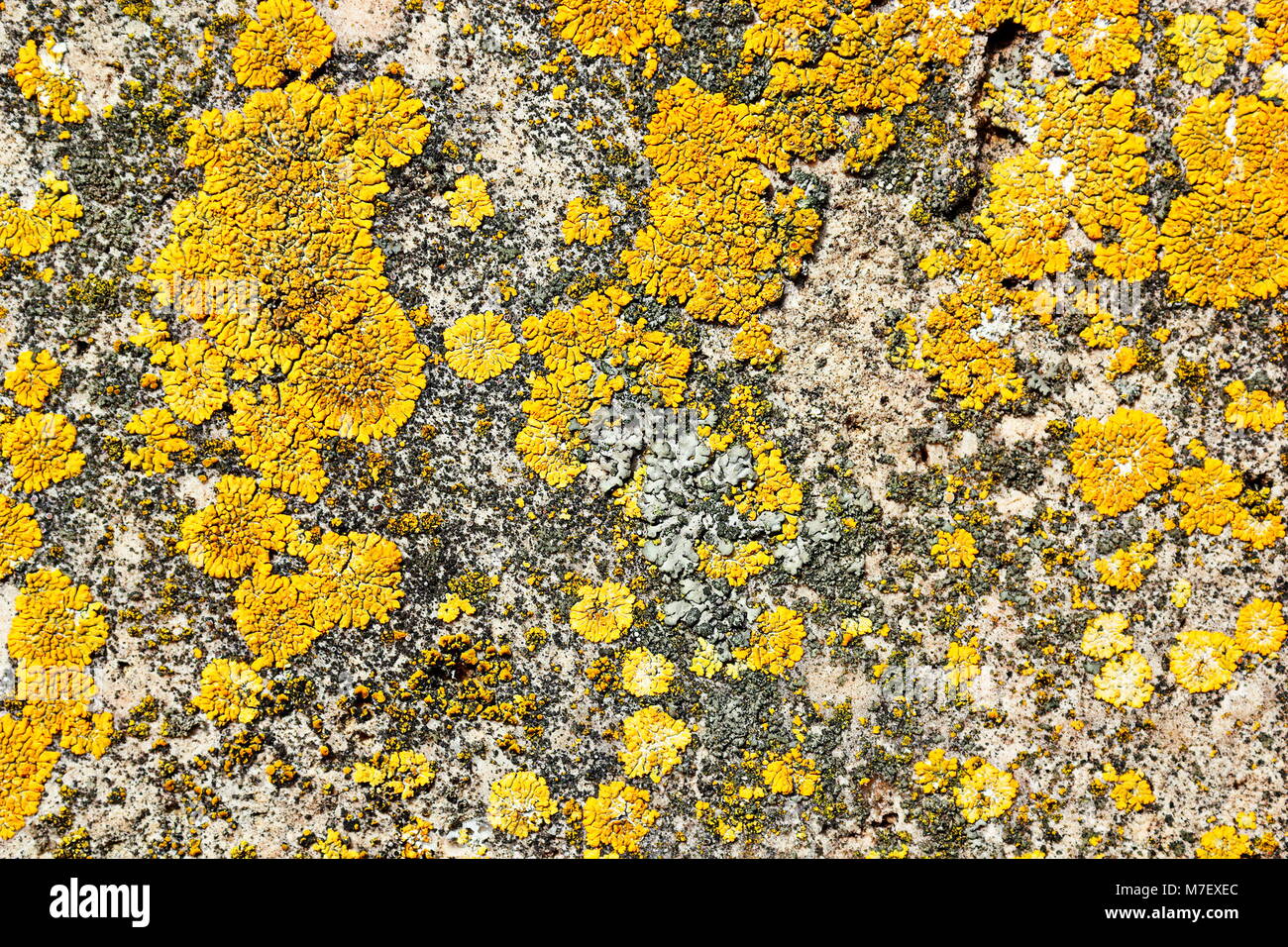 yellow moss on stone surface, natural damage of building facade Stock Photo