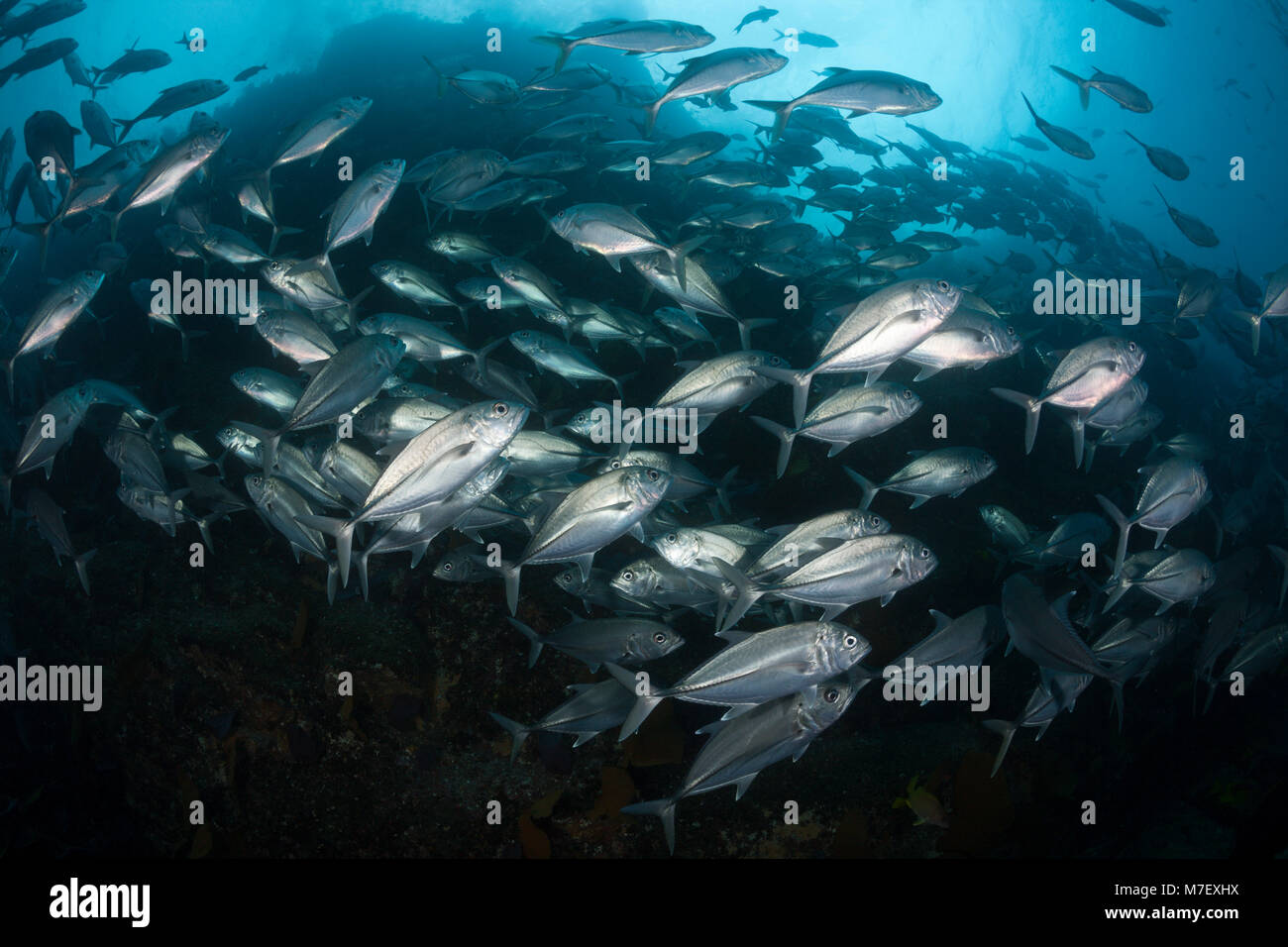 Shoal of Bigeye Trevally, Caranx sexfasciatus, Cabo Pulmo, Baja California Sur, Mexico Stock Photo