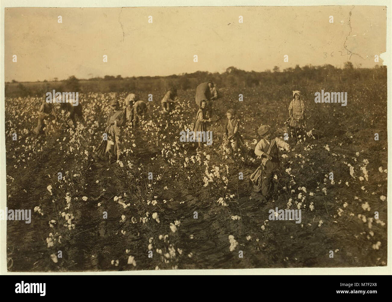 The cotton pickers on this farm were temporary neighbors to the owner. Four adults and seven children. The latter as follows- one six year old boy picks one hundred pounds a day. His father LOC nclc.00223 Stock Photo